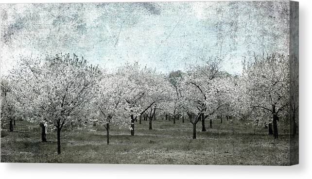 Cherry Canvas Print featuring the photograph Cherry Trees by Mary Underwood