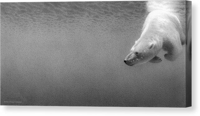 Polar Bear Canvas Print featuring the drawing Down for a Look by Stirring Images