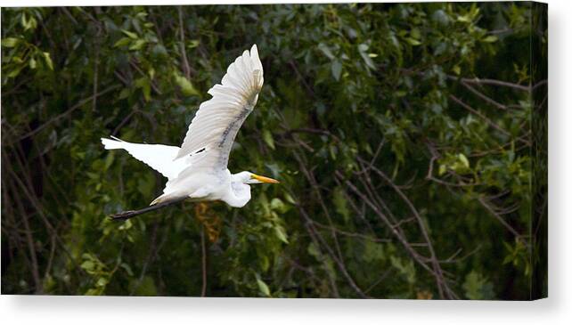Great Blue Heron Photographs Canvas Print featuring the photograph Great White Egret Flying 1 by Vernis Maxwell
