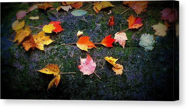Fine Art Canvas Print featuring the photograph Leaves on Rock by Rodney Lee Williams