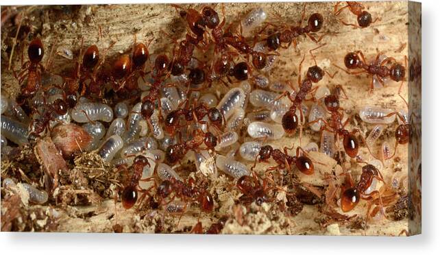 Animal Canvas Print featuring the photograph Red Ants With Larvae by Nigel Downer