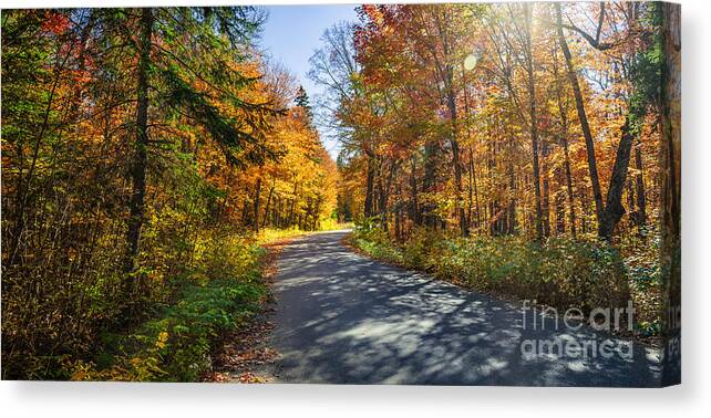 Road Canvas Print featuring the photograph Road through fall forest by Elena Elisseeva