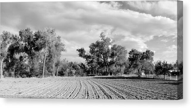 Rows Canvas Print featuring the photograph Rows bw by Elizabeth Sullivan
