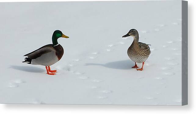Snow Canvas Print featuring the photograph Snow Ducks by Mim White