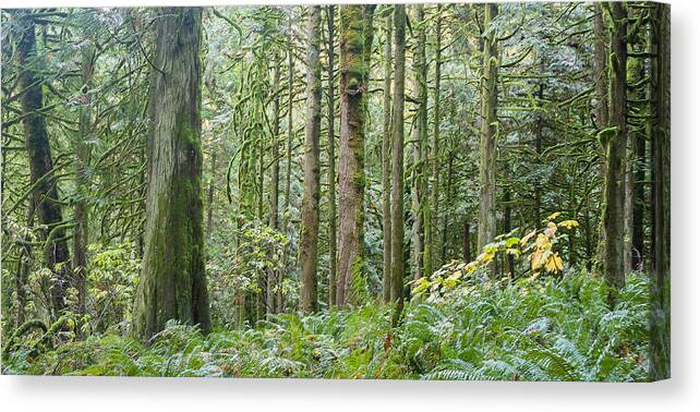 Tree Canvas Print featuring the photograph The Emerald Forest by Linda McRae