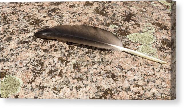 Feather Canvas Print featuring the photograph The Feather by Thomas Young