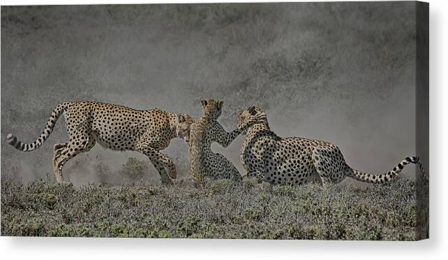 Serengeti Canvas Print featuring the photograph The Mating Game by Gary Hall