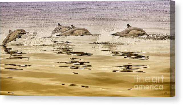 Dolphin Canvas Print featuring the photograph Dolphin Canvas Print, Photographic Print, Art Print, Framed Print, Greeting Card, iPhone Case, by David Millenheft