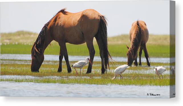 Ponies Canvas Print featuring the photograph Two Ponies Grazing by Dan Williams