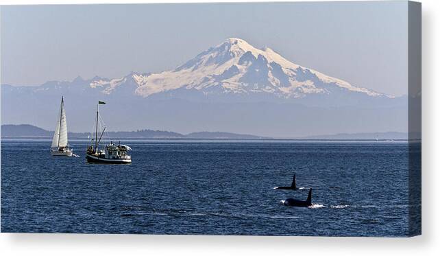 Orca Whales Canvas Print featuring the photograph Orca's And Mt Baker by Tony Locke