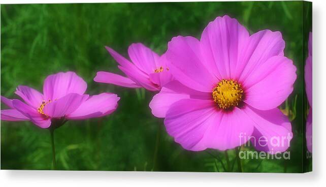 Cosmos Canvas Print featuring the photograph Pink Cosmos Flowers by Smilin Eyes Treasures