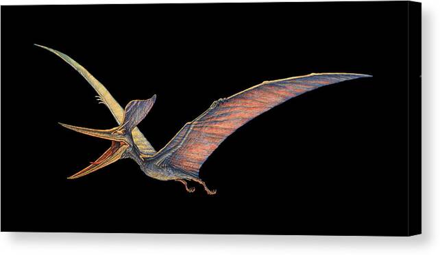 Pteranodon - Signed Fine Art Print