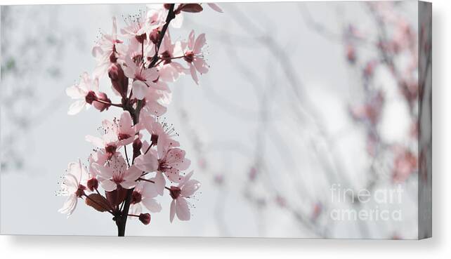Cherry Canvas Print featuring the photograph Cherry Blossom #1 by Amanda Mohler