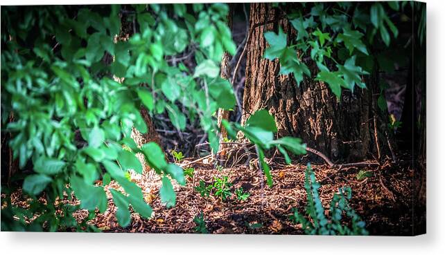 Green Canvas Print featuring the photograph Treet Runk In Forest Illuminated By Morning Light #1 by Alex Grichenko