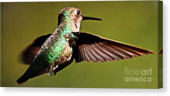 Bird Canvas Print featuring the photograph Hummingbird3 by Mark Jackson