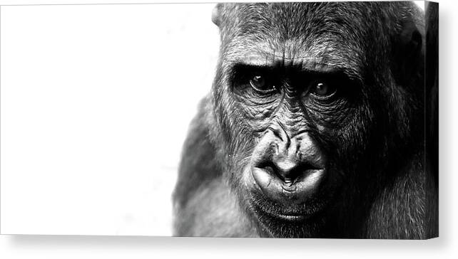 Gorilla Canvas Print featuring the photograph Black And White Gorilla Art Photography by Wall Art Prints