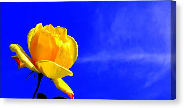 Rose Canvas Print featuring the photograph Blue Sky Rose by Guy Pettingell