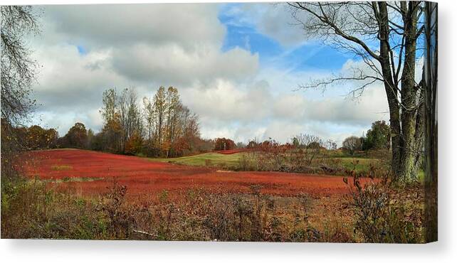 Blueberry Fields Canvas Print featuring the photograph Blueberry Fields by Jewels Hamrick