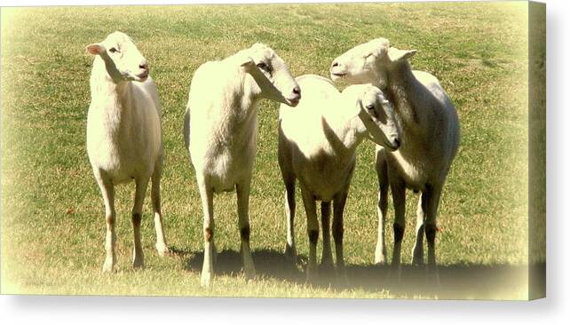 Animals Canvas Print featuring the photograph Cheviot Sheep by Kathy Barney