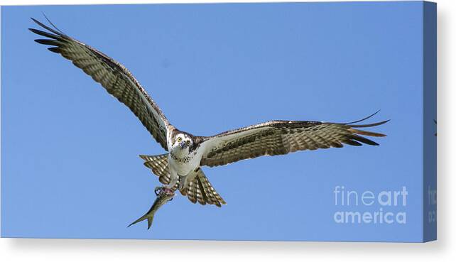 Osprey Canvas Print featuring the photograph Comin Around by Quinn Sedam