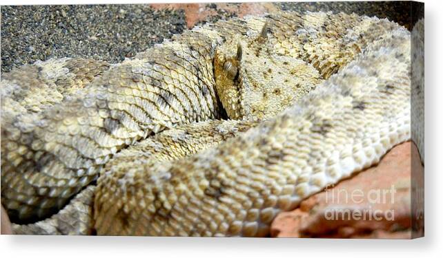 Reptile Canvas Print featuring the photograph Desert Horned Viper by KD Johnson