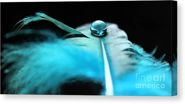Feather Canvas Print featuring the photograph Discoveries by Krissy Katsimbras