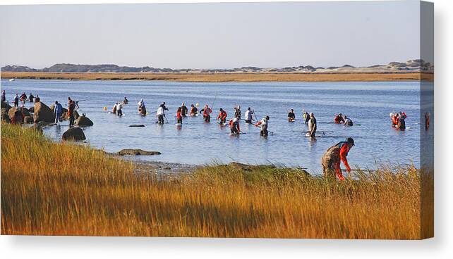 Barnstable Canvas Print featuring the photograph Fall Shellfishing for Barnstable Oysters by Charles Harden