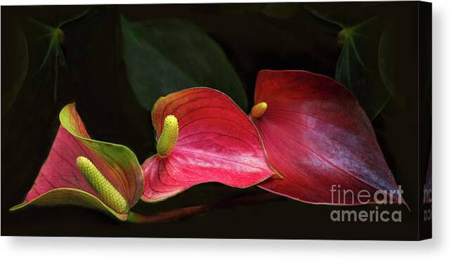 Flamingo Lily Canvas Print featuring the photograph Floating on Moonlight by Marilyn Cornwell