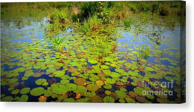 Pondscape Canvas Print featuring the photograph Gorham Pond Lily Pads by Susan Lafleur