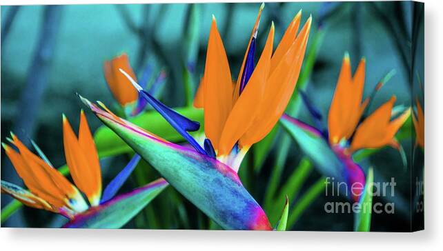 Bird Canvas Print featuring the photograph Tropic Bird of Paradise Flowers by D Davila