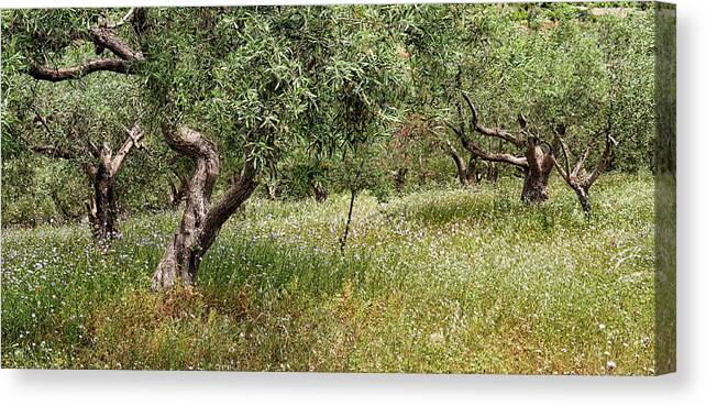 Olive Canvas Print featuring the photograph Olive groves by Shirley Mitchell