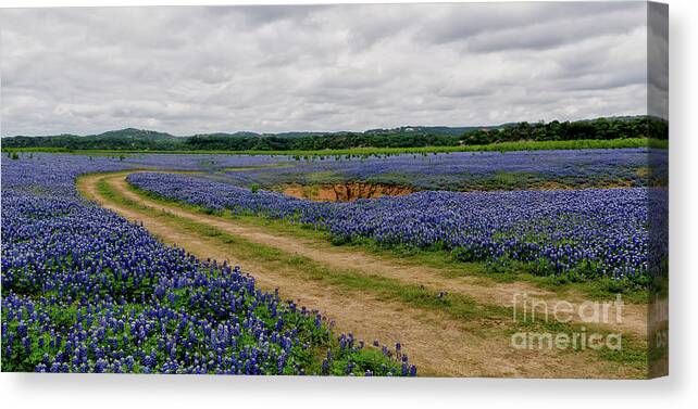 Pano Canvas Print featuring the photograph Panoramic of Muleshoe Bend by Cathy Alba