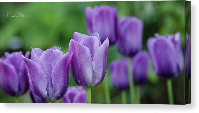 Purple Canvas Print featuring the photograph Purple Ones by Nick Boren