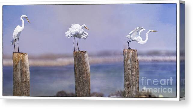 Great White Egrets Canvas Print featuring the photograph Ready Set Go by Bonnie Barry