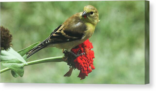 Goldfinch Canvas Print featuring the photograph Sampling the Flowers by Ola Allen