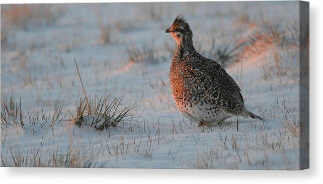 Sharptail Canvas Print featuring the photograph Sharptail on at Sunrise by Whispering Peaks Photography