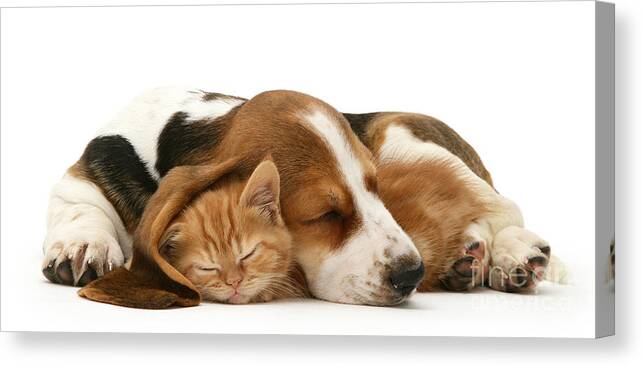 Sleepy Canvas Print featuring the photograph Sleepy Ginger Pals by Warren Photographic