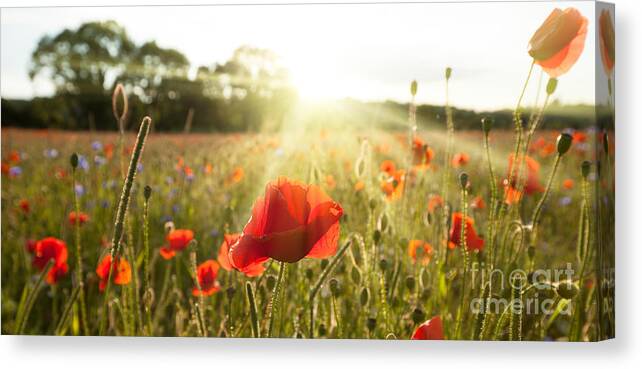 Poppies Canvas Print featuring the photograph Sunshine poppy field landscape by Simon Bratt