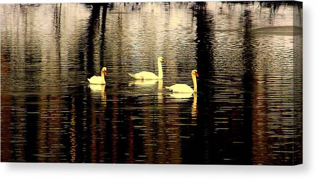 Akeview Canvas Print featuring the digital art Swan Song by Aron Chervin