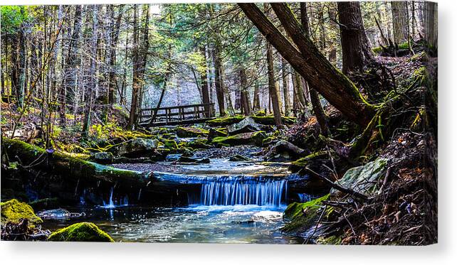 Allegany Canvas Print featuring the photograph The beauty of the North Country Trail by David Galenski