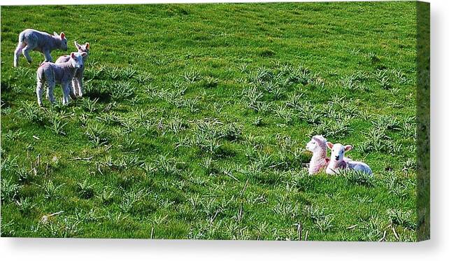 Sheep Canvas Print featuring the photograph The Royals by HweeYen Ong