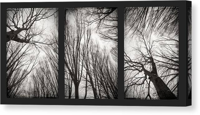 Black&white Canvas Print featuring the photograph Treeology by Dorit Fuhg