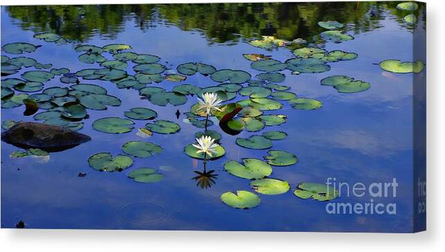 Marcia Lee Jones Canvas Print featuring the photograph Two Water Lilies by Marcia Lee Jones