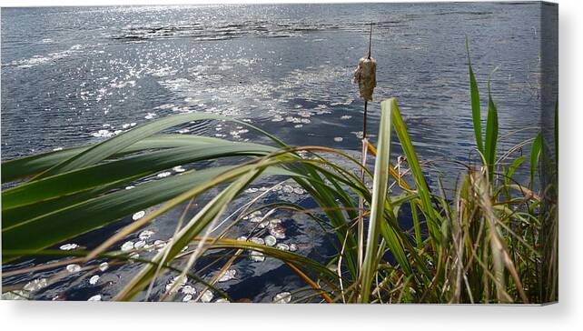 Nature Canvas Print featuring the photograph Wind and Water by Ruth Kamenev