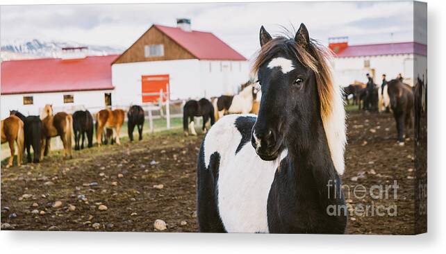 Agriculture Canvas Print featuring the photograph Herd of precious Icelandic horses gathered in a farm. #2 by Joaquin Corbalan