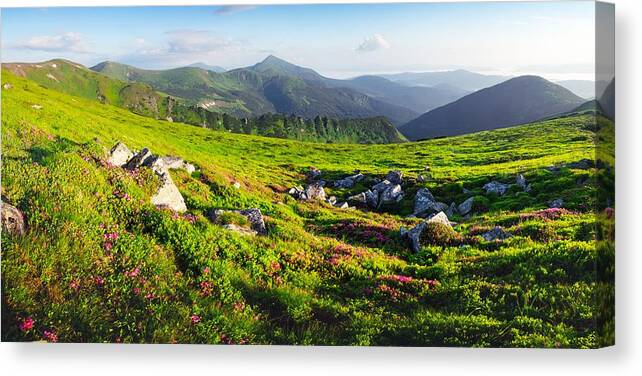 Landscape Canvas Print featuring the photograph Rhododendron Flowers Covered Mountains #20 by Ivan Kmit