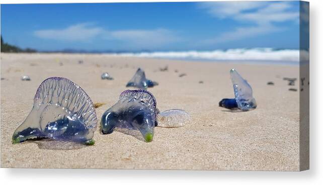 Jellyfish Canvas Print featuring the photograph Blue Bottles by Chris Cousins