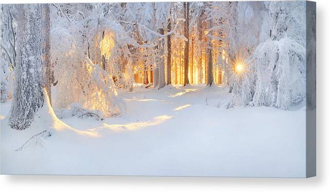 Winter Canvas Print featuring the photograph Bright Spots by Burger Jochen