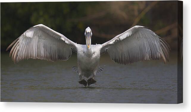 Pelican Canvas Print featuring the photograph Landing by C.s.tjandra