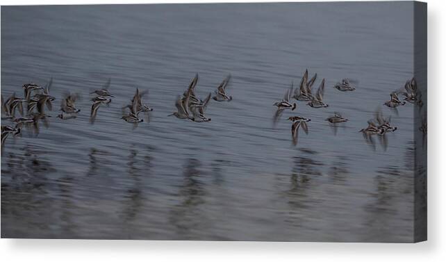 Birds Canvas Print featuring the photograph Little birds flying, Cancun, Mexico by Julieta Belmont